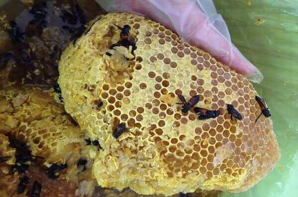 Tác dụng của mật ong rừng toàn tập